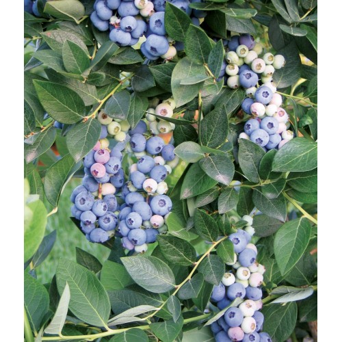 Американска Синя Боровинка Аврора / Blueberry Vaccinium corymbosum Aurora