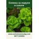 Марули и салати Марули и салати