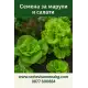 Марули и салати Марули и салати