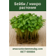 Бейби / микро растения