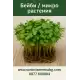 Бейби / микро растения