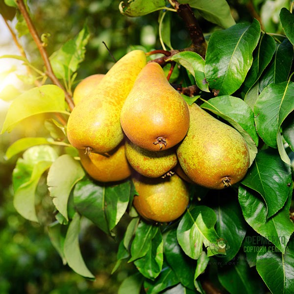 Дека ЕК - пиретроиден инсектицид