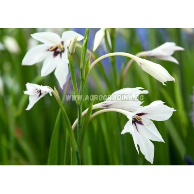 Ацидантера Бяла / Acidanthera Murielae - 10 бр луковици
