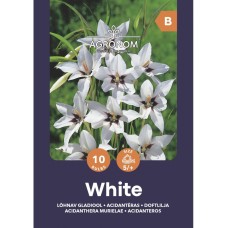 Ацидантера Бяла Acidanthera Murielae - 10 бр луковици