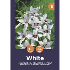 Ацидантера Бяла Acidanthera Murielae - 10 бр луковици
