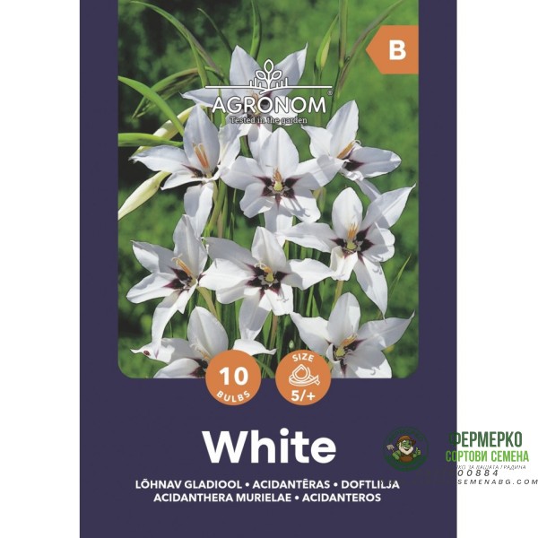 Ацидантера Бяла Acidanthera Murielae - 10 бр луковици