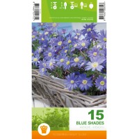 Анемония Сини нюанси / Anemone Blue Shades - 15 бр луковици