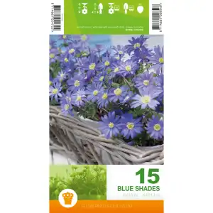 Анемония Сини нюанси / Anemone Blue Shades - 15 бр луковици