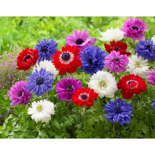 Анемония Микс St. Brigid / Anemone corornaria - 15 бр луковици