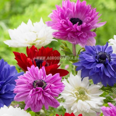 Анемония Микс St. Brigid / Anemone corornaria - 15 бр луковици