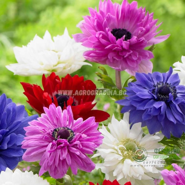 Анемония Микс St. Brigid Anemone corornaria - 15 бр луковици
