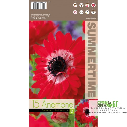 Анемония Губернатор / Anemone corornaria - 15 бр луковици