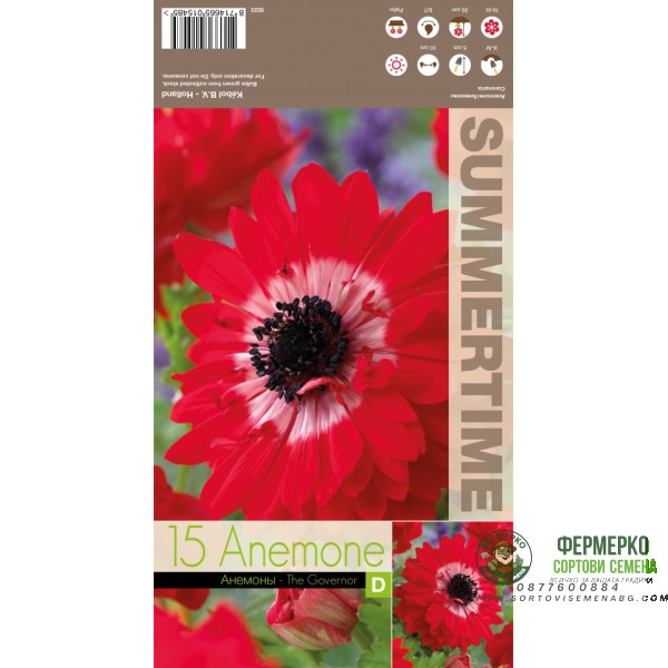 Анемония Губернатор Anemone corornaria - 15 бр луковици