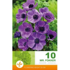 Анемония Г-н Фокер Anemone Mr. Fokker - 10 бр луковици
