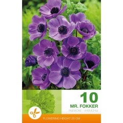 Анемония Г-н Фокер Anemone Mr. Fokker - 10 бр луковици