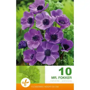 Анемония Г-н Фокер / Anemone Mr. Fokker - 10 бр луковици