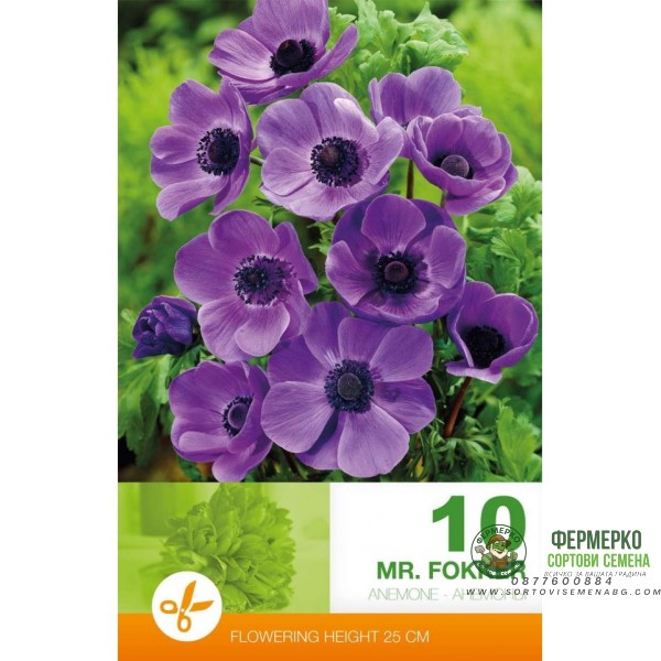 Анемония Г-н Фокер Anemone Mr. Fokker - 10 бр луковици