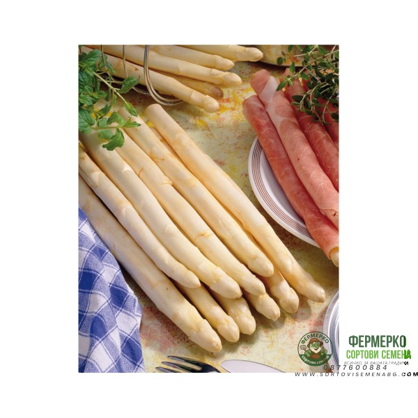 Аспержи Asparagus officinalis L - 1 бр коренище