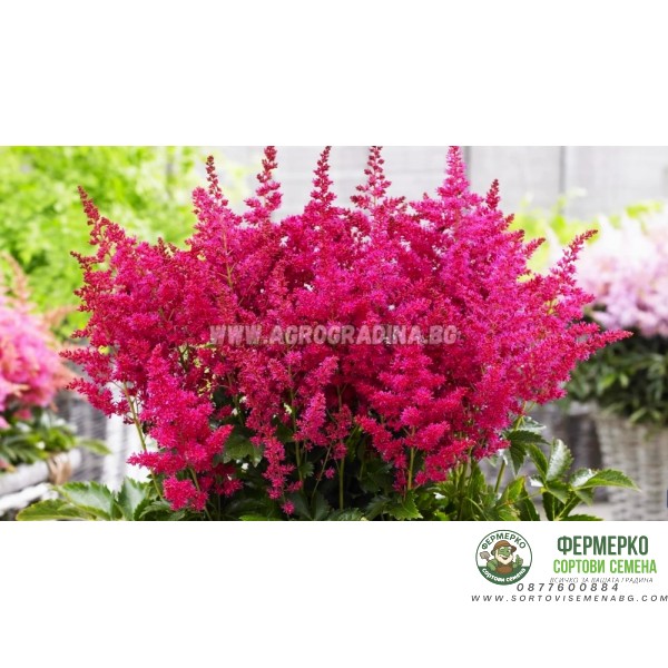 Астилба Уникално Рубинена Astilbe - 1 бр луковица