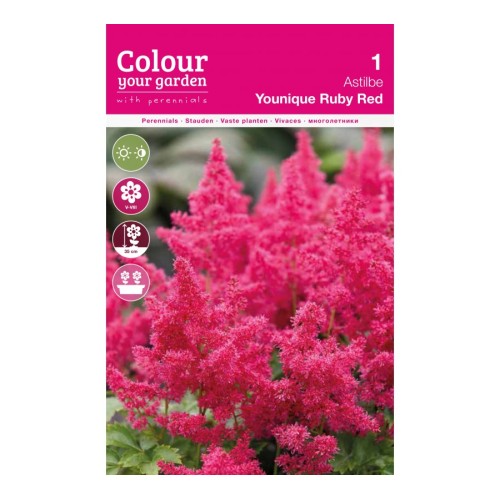 Астилба Уникално Рубинена / Astilbe - 1 бр луковица