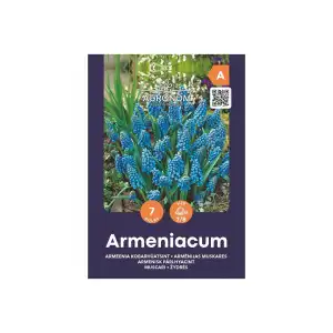 Мускари (кукувиче грозде) / Muscari Armeniacum - AGRONOM - 7 бр луковици