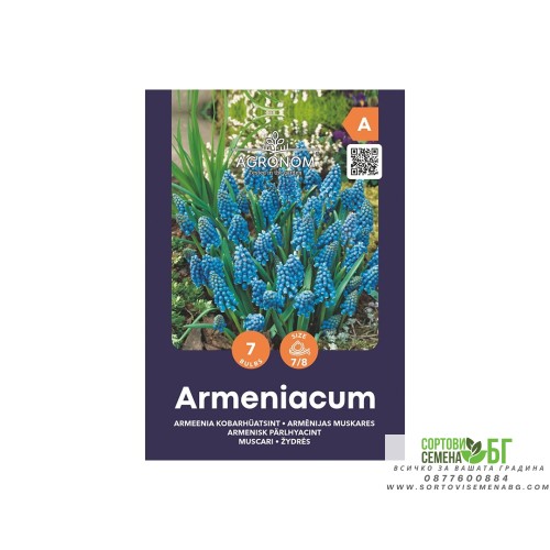 Мускари (кукувиче грозде) / Muscari Armeniacum - AGRONOM - 7 бр луковици