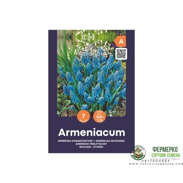 Мускари (кукувиче грозде) Muscari Armeniacum - AGRONOM - 7 бр луковици