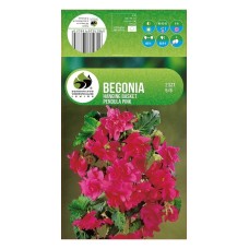 Бегония Розова Каскадна Begonia L - 2 бр грудки