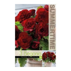Бегония Двойна Тъмночервена Begonia L - 3 бр грудки