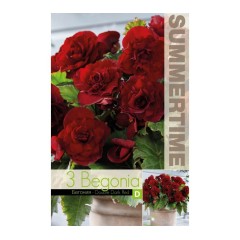 Бегония Двойна Тъмночервена Begonia L - 3 бр грудки