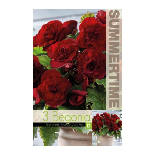 Бегония Двойна Тъмночервена / Begonia L - 3 бр грудки