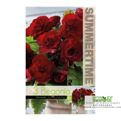 Бегония Двойна Тъмночервена / Begonia L - 3 бр грудки