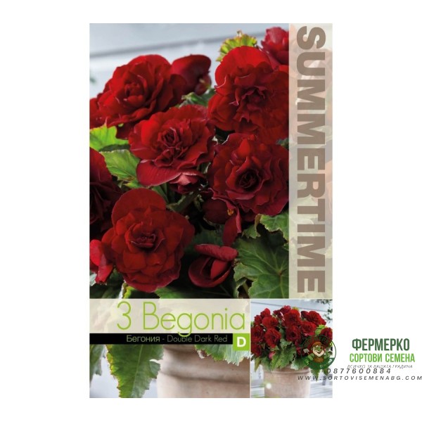 Бегония Двойна Тъмночервена Begonia L - 3 бр грудки