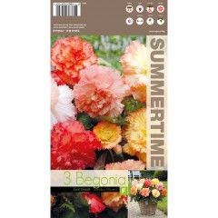 Бегония Едроцветна Микс Самба Samba Mixed - 3 бр грудки