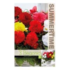 Бегония Кичеста Микс Begonia tuberhybrida - 3 бр грудки