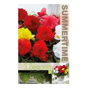 Бегония Кичеста Микс / Begonia tuberhybrida - 3 бр грудки