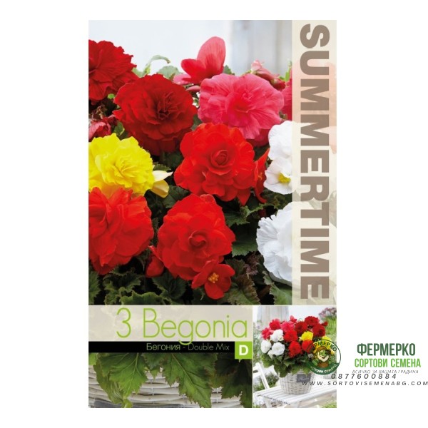 Бегония Кичеста Микс Begonia tuberhybrida - 3 бр грудки