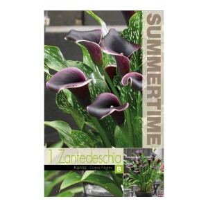 Кала Дубайски нощи / Zantedeschia - 1 бр луковица