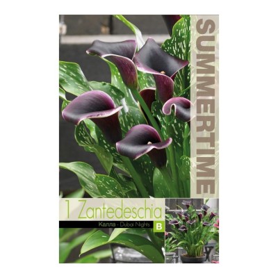 Кала Дубайски нощи / Zantedeschia - 1 бр луковица