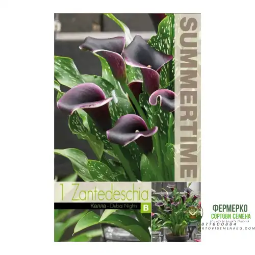 Кала Дубайски нощи / Zantedeschia - 1 бр луковица