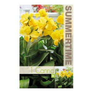 Индийска Кана Щастливата Емили / Canna Indica - 1 бр луковица