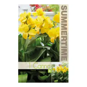 Индийска Кана Щастливата Емили / Canna Indica - 1 бр луковица