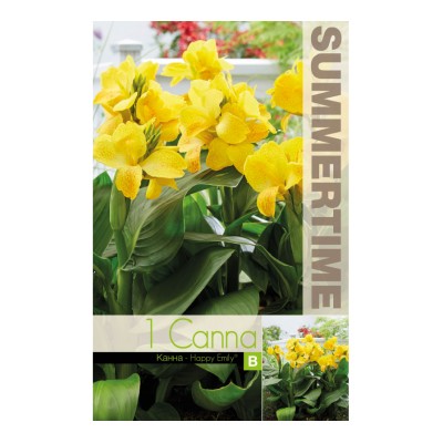 Индийска Кана Щастливата Емили / Canna Indica - 1 бр луковица