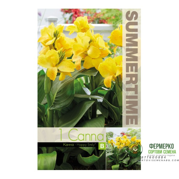 Индийска Кана Щастливата Емили Canna Indica - 1 бр луковица
