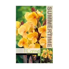 Индийска Кана джудже Луис Котон Canna Indica - 1 бр луковица