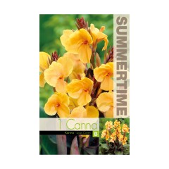 Индийска Кана джудже Луис Котон Canna Indica - 1 бр луковица