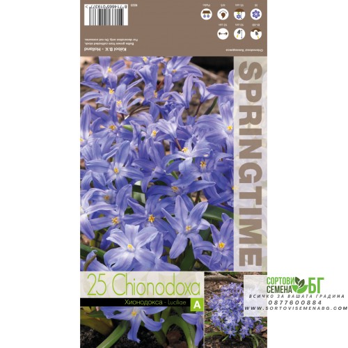 Хионодокса Синя / Chionodoxa luciliae Blue - 25 бр луковици