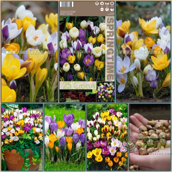 Минзухар Ботанически Микс Crocus Botanical Mixed - 25 бр луковици