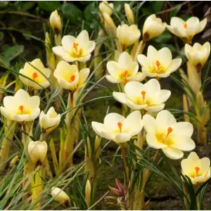 Минзухар Крем Бюти / Crocus Cream Beauty - 10 бр луковици