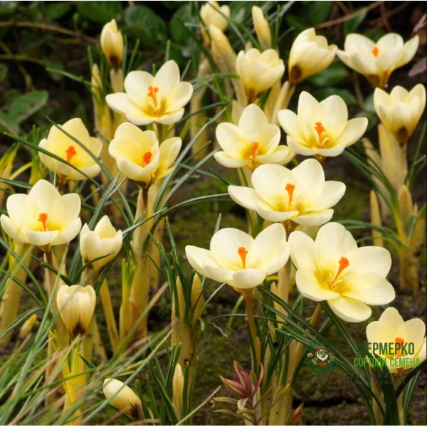 Минзухар Крем Бюти Crocus Cream Beauty - 10 бр луковици